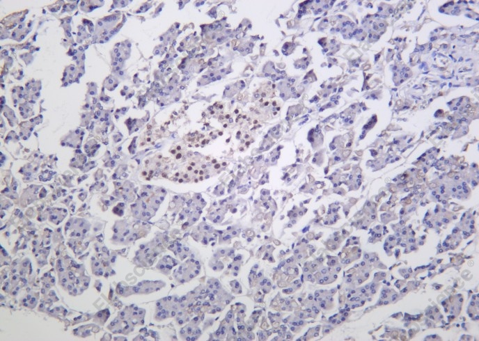 Recombinant Islet-1 Monoclonal Antibody - 1