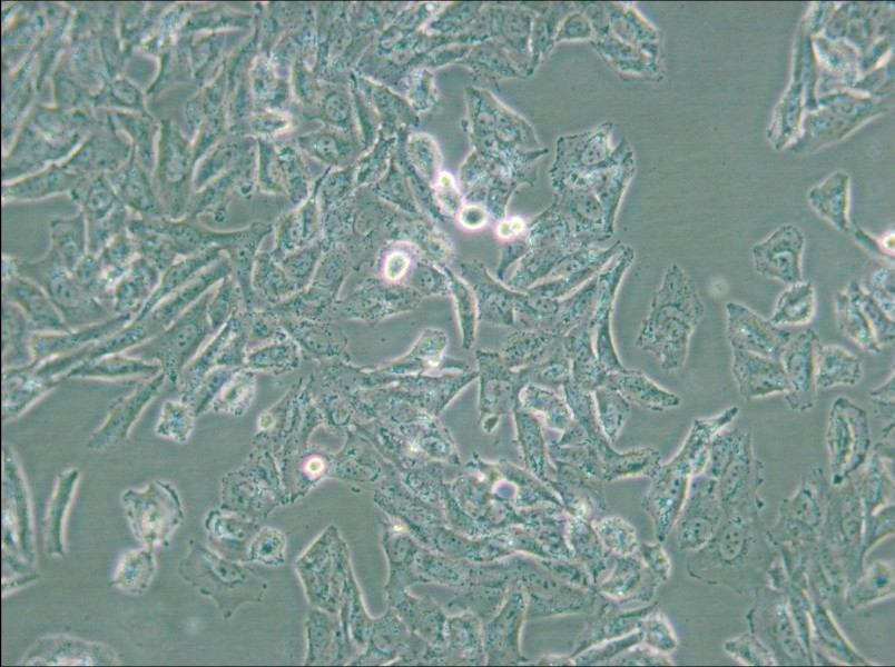 NCI-H647 Cell Complete Medium - 5