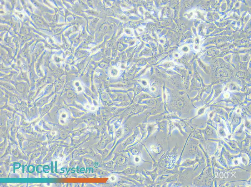 HCCC-9810 Cell Complete Medium - small - 6