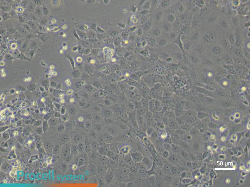 Rat Epidermal Keratinocyte Complete Medium - 6