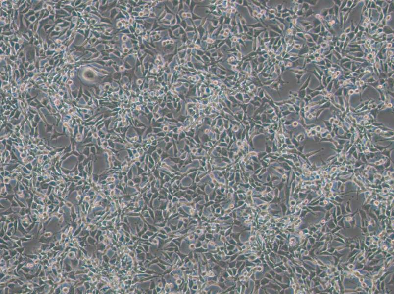 CBRH-7919 Cell Complete Medium-searchlist-1