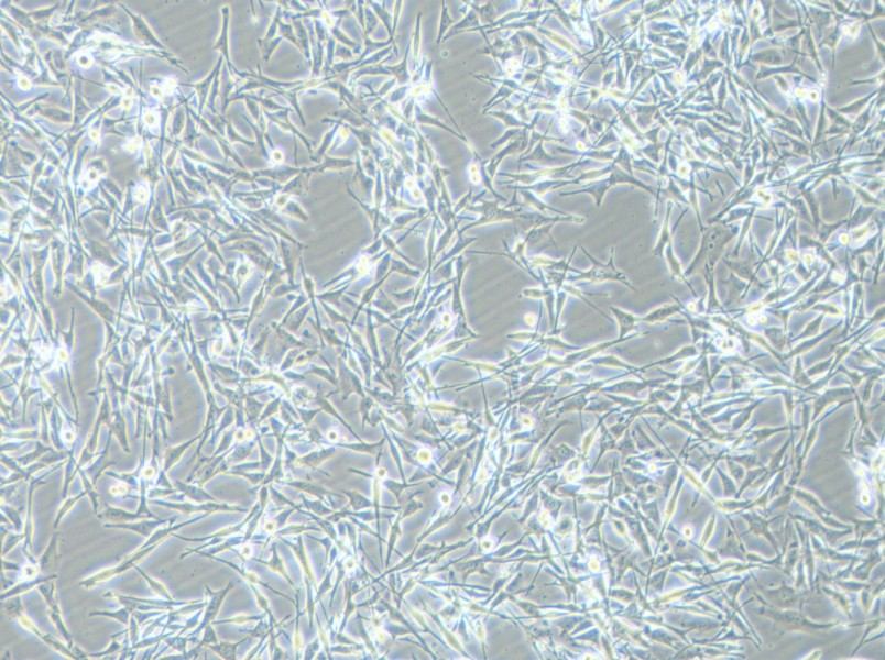 VMM39 Cell Complete Medium-searchlist-1