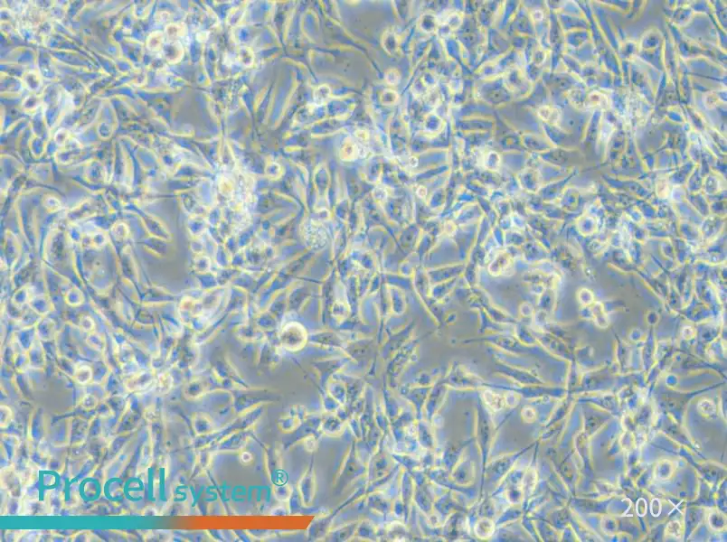 EBC-1 Cell Complete Medium - 6