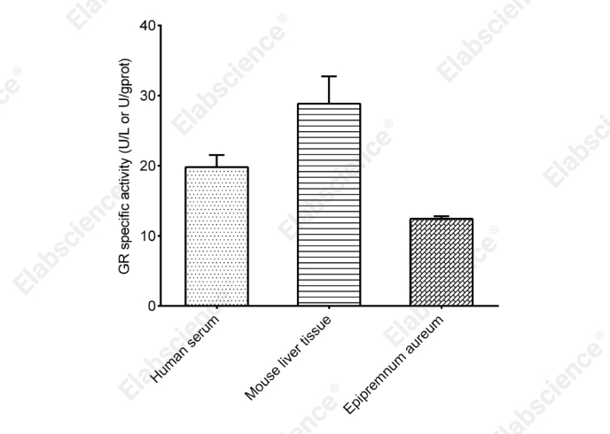 Glutathione Reductase (GR) Activity Assay Kit - 2