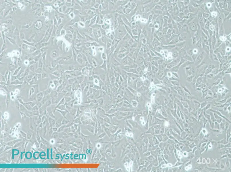 AC16 Cell Complete Medium - 3