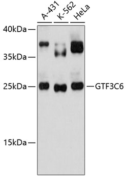 Western blot analysis of extracts of various cell lines using GTF3C6 Polyclonal Antibody at 1:3000 dilution.