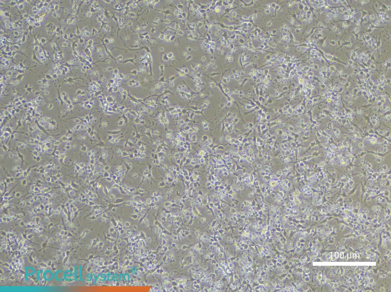 Mouse Hippocampal Neuron Complete Medium - 3