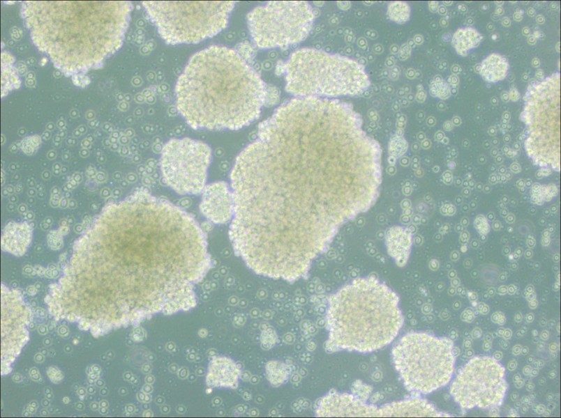 Farage Cell Complete Medium-searchlist-1