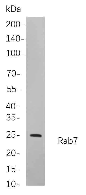 Recombinant Rab7 Monoclonal Antibody-searchlist-1