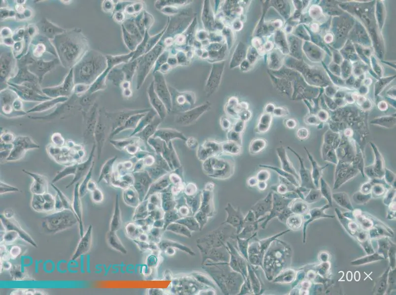 SUIT-2 Cell Complete Medium - 6