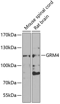 Western blot analysis of extracts of various cell lines using GRM4 Polyclonal Antibody at 1:1000 dilution.