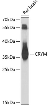 Western blot analysis of extracts of rat brain using CRYM Polyclonal Antibody at 1:1000 dilution.