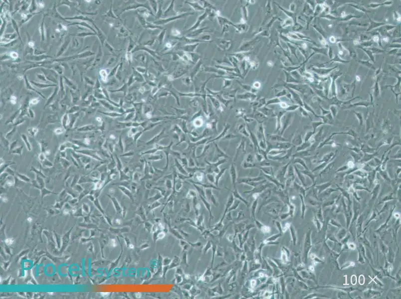 MiCl1 (S+L-) Cell Complete MediumMiCl1 (S+L-) Cell Complete Medium - 2