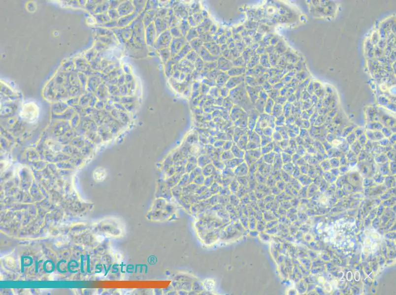 MCF-7-FLUC Cell Complete Medium - small - 4
