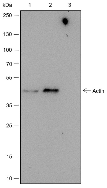 Recombinant Alpha Skeletal Muscle Actin Monoclonal Antibody - small - 5
