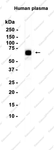 Recombinant TPA Tissue Plasminogen Activator Monoclonal Antibody - 1