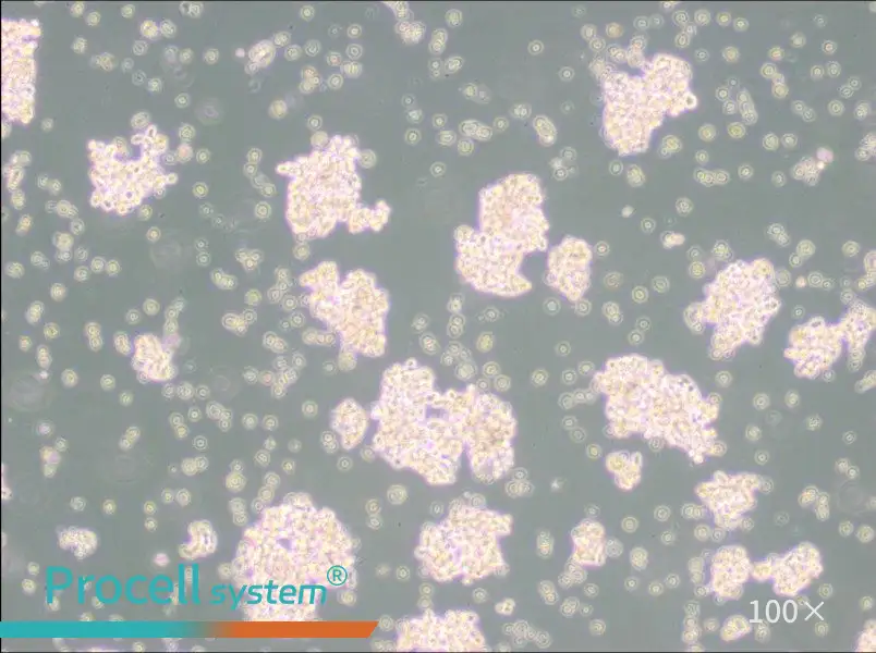 NCI-H69 Cell Complete Medium - 3