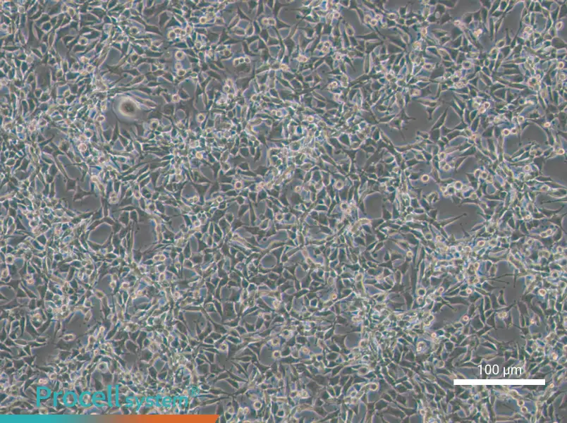 CBRH-7919 Cell Complete Medium - 1