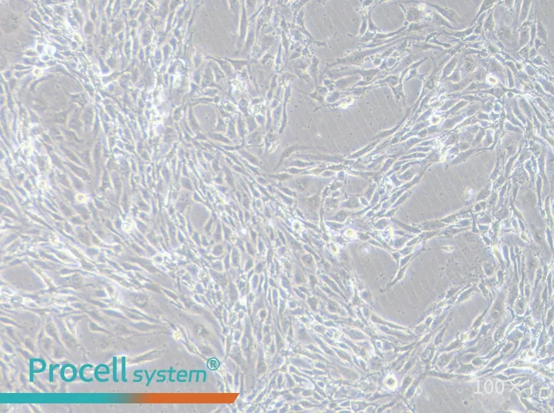 MS1 Cell Complete Medium - 3