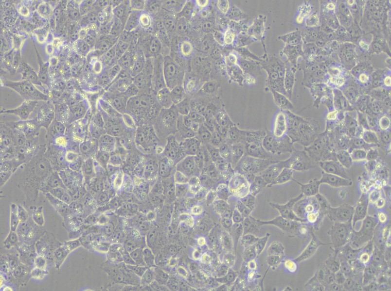 NCI-H1915 Cell Complete Medium - small - 5