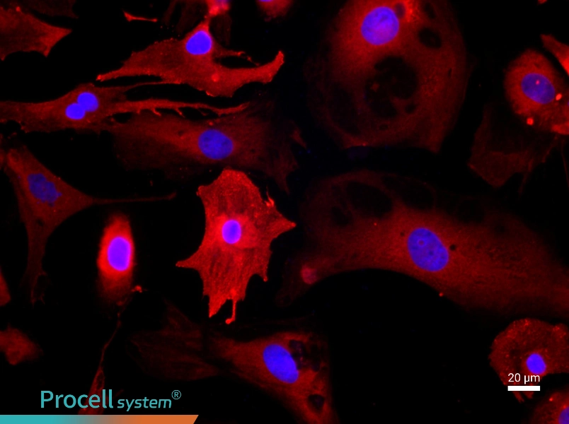 Rat Cardiomyocyte Complete Medium - 2