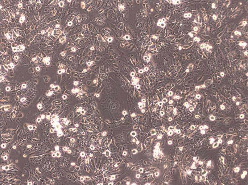 HTh83 Cell Complete MediumHTh83 Cell Complete Medium - 2