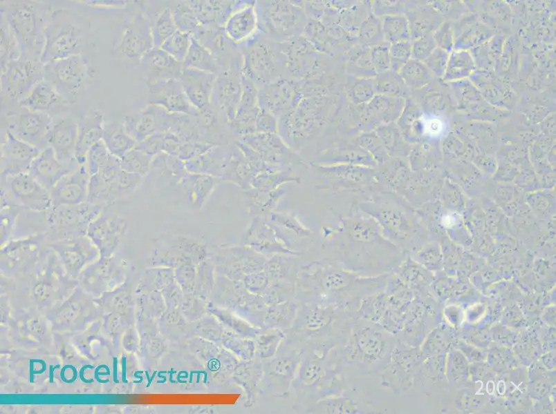 HCC-44 Cell Complete Medium - 4