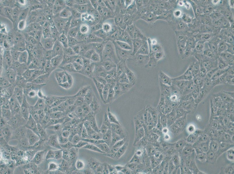 Nthy-ori 3-1 Cell Complete Medium - small - 5