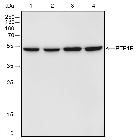 Recombinant PTP1B Monoclonal Antibody-searchlist-1