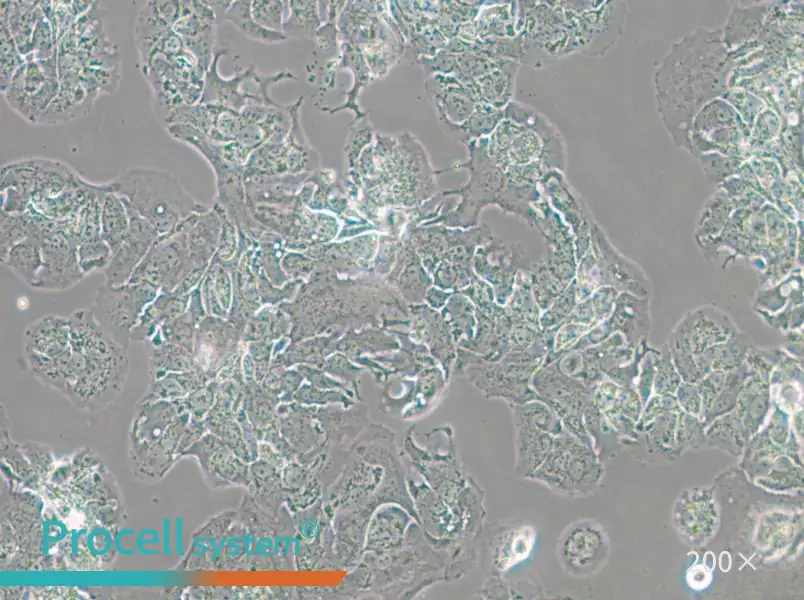 MDA-MB-415 (L15) Cell Complete Medium - 5
