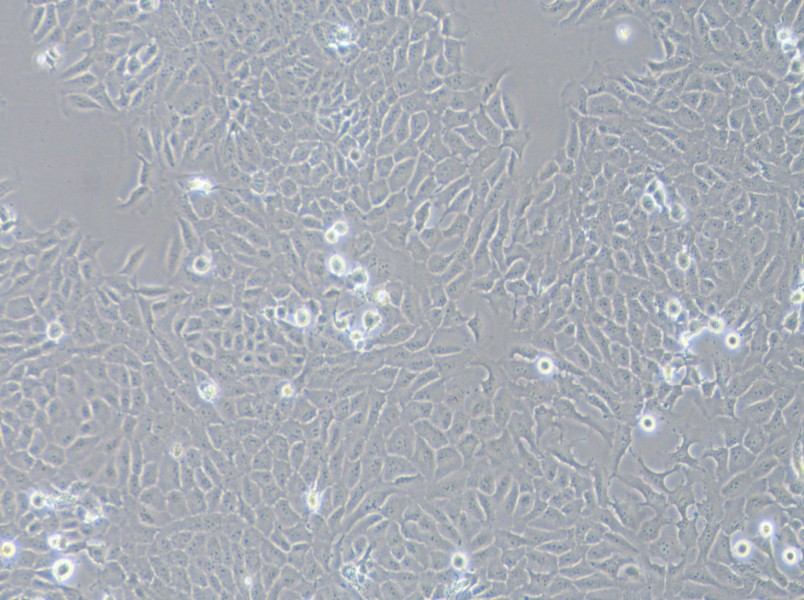 143B Cell Complete Medium143B Cell Complete Medium - 3