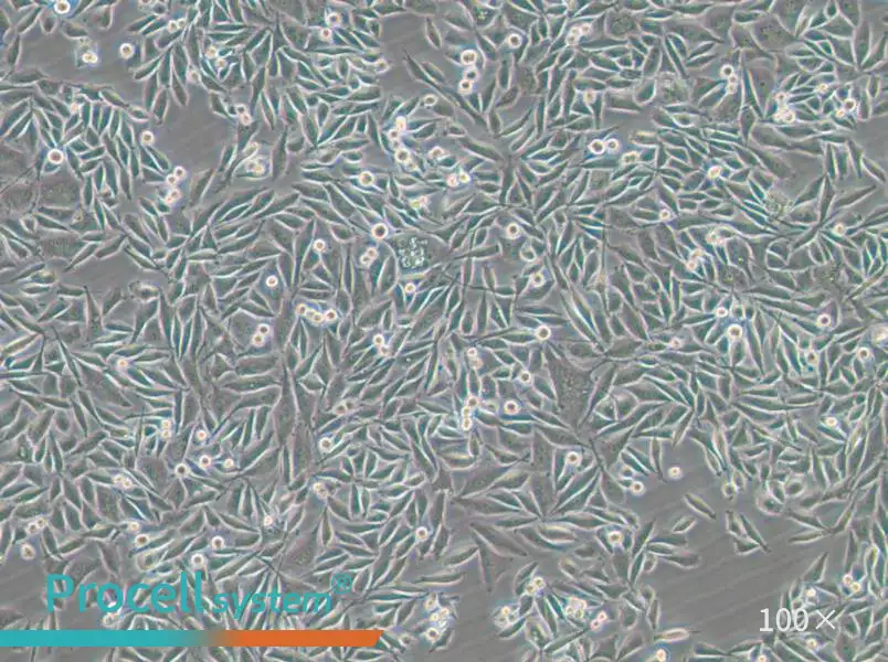 PC-3-GFP Cell Complete Medium - small - 4