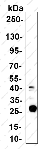 Recombinant PTGES2 Monoclonal Antibody - 5