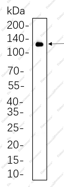 Recombinant VCAM1 Monoclonal Antibody - 1