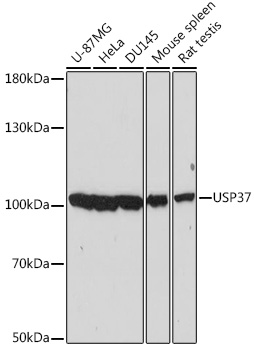 Western blot analysis of extracts of various cell lines using USP37 Polyclonal Antibody at dilution of 1:2000.