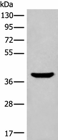 Western blot analysis of Mouse liver tissue lysate  using ADORA3 Polyclonal Antibody at dilution of 1:400