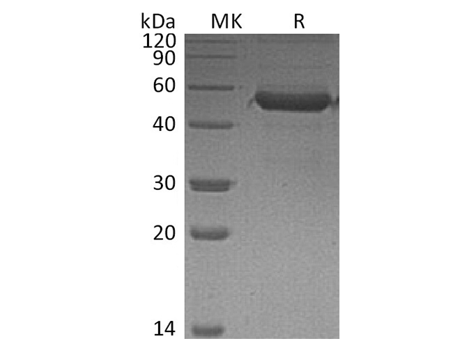 Recombinant Human MD1 Protein (Fc Tag)