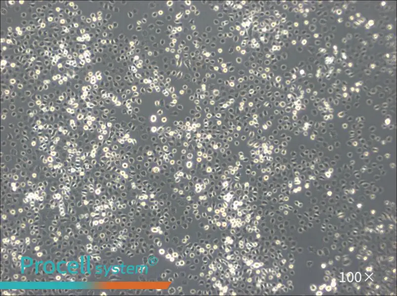 C6/36 [Clone C6/36] Cell Complete Medium - 1