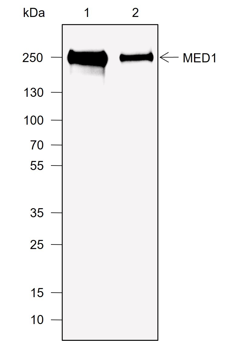 Recombinant MED1 Monoclonal Antibody-searchlist-1