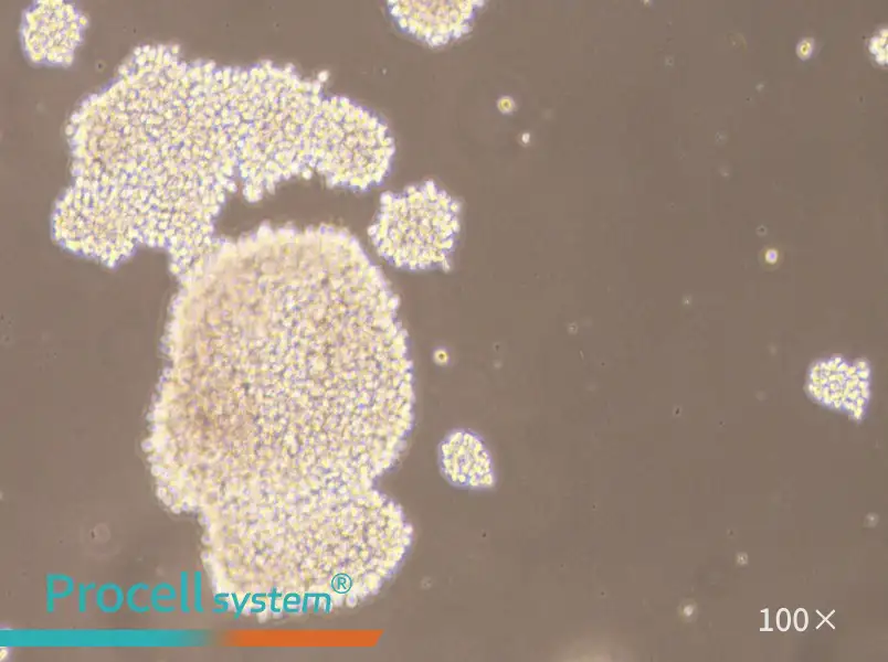 NK-92MI Cell Complete Medium - 2