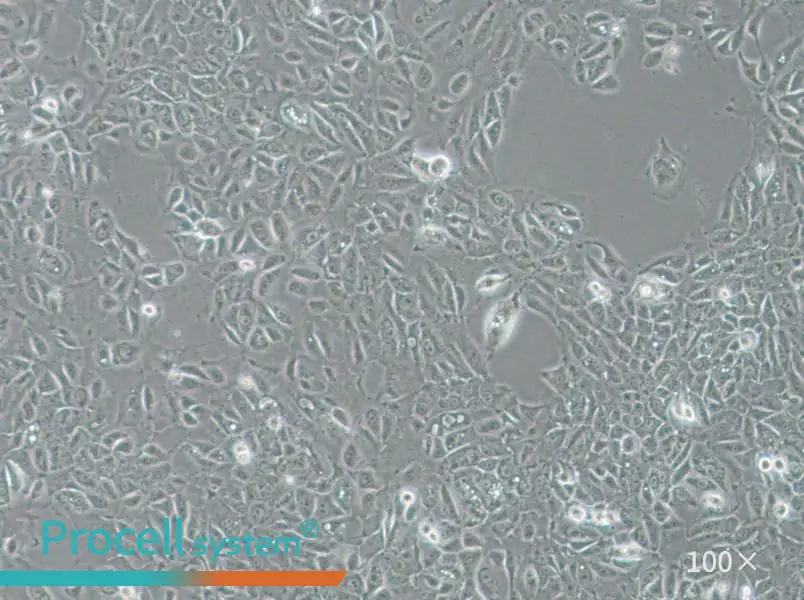 NCI-H1666 Cell Complete MediumNCI-H1666 Cell Complete Medium - 3