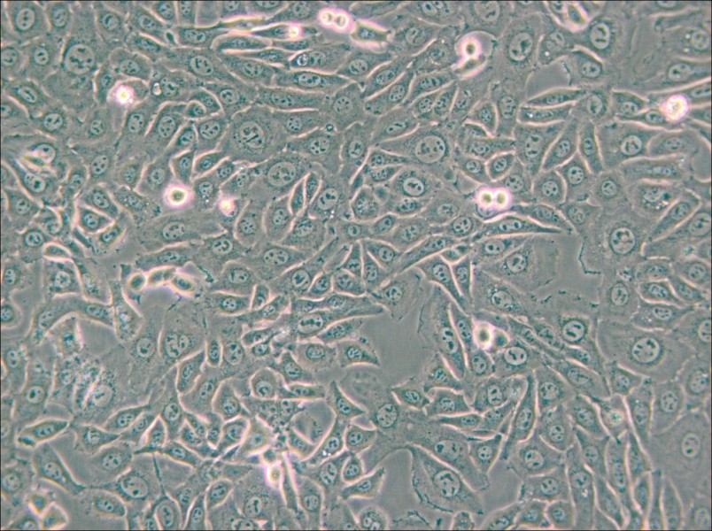 EMT6 [EMT-6] Cell Complete Medium - small - 4