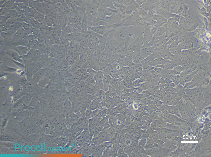 Rat Bladder Transitional Epithelial Cell Complete Medium - 5
