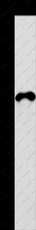 CD269 Polyclonal Antibody - 1