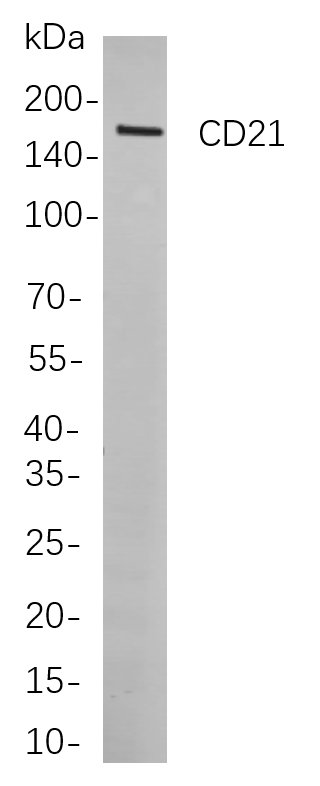 Recombinant CD21 Monoclonal Antibody-searchlist-1