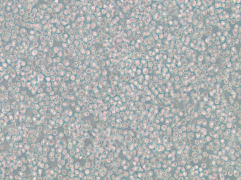 WIL2 S Cell Complete Medium - small - 4