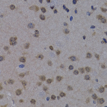 Immunohistochemistry of paraffin-embedded Mouse brain using POLR2L Polyclonal Antibody at dilution of  1:200 (40x lens).