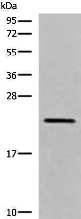 Western blot analysis of RAW264.7 cell lysate  using CREG1 Polyclonal Antibody at dilution of 1:550