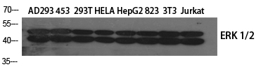 Western Blot analysis of HuvEc cells using ERK 1/2 Polyclonal Antibody at dilution of 1:1000.