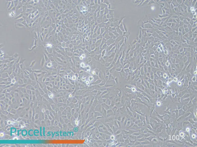 143B Cell Complete Medium - 3